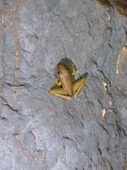 Wijayarana