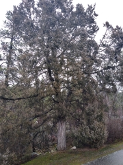 Juniperus scopulorum