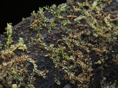 Cololejeunea hildebrandii observed 2025-11-17