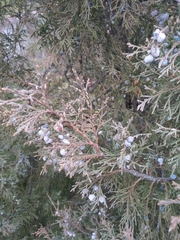 Juniperus scopulorum