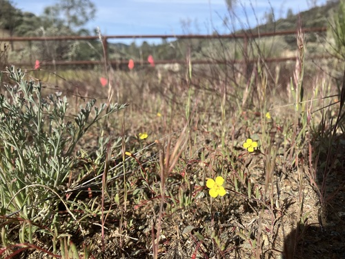 San Benito evening-primrose (Camissonia benitensis)