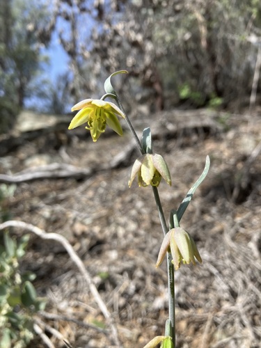 Fritillaria viridea, photograph 6