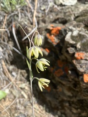 Fritillaria viridea, photograph author not stated, no rights reserved