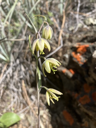 San Benito fritillary (Fritillaria viridea)