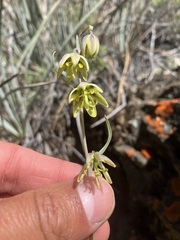 Fritillaria viridea, photograph author not stated, no rights reserved