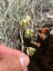 Fritillaria viridea, photograph author not stated, no rights reserved