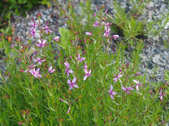 Chamaenerion fleischeri