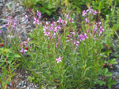 Chamaenerion fleischeri