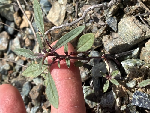 Veiny Monardella (Monardella douglasii)