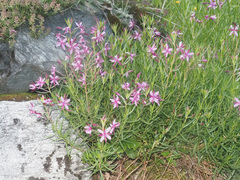 Chamaenerion fleischeri