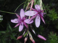 Chamaenerion fleischeri