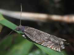 Ancylis unguicella