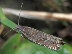 Ancylis unguicella
