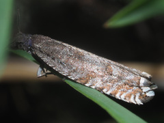 Ancylis unguicella