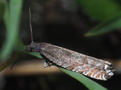Ancylis unguicella