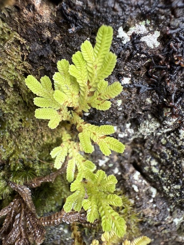 Selaginella arbuscula observed 2025-11-02