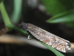 Ancylis unguicella