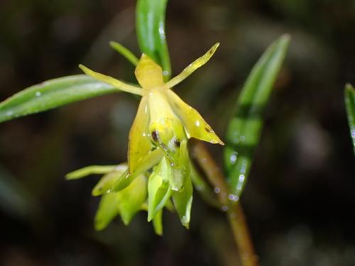 Epidendrum leptanthum Hágsater 3