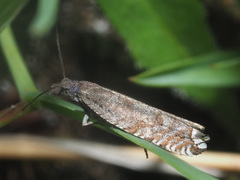 Ancylis unguicella
