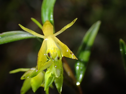 Epidendrum leptanthum Hágsater 2