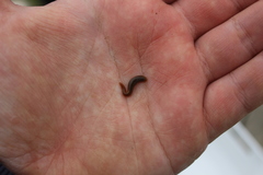 Erpobdellidae