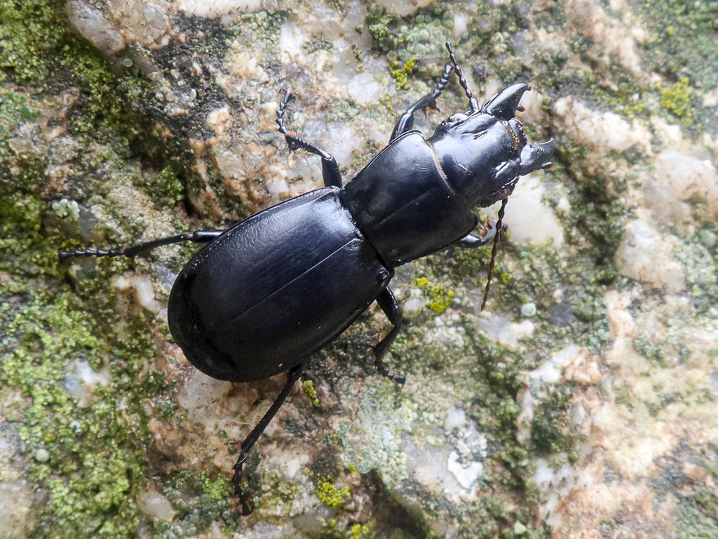 Percus grandicollis
