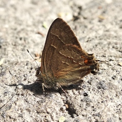 Electrostrymon guzanta