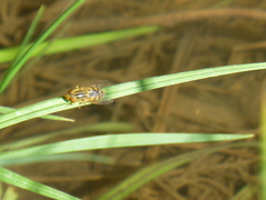 Parhelophilus laetus