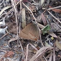 Electrostrymon guzanta