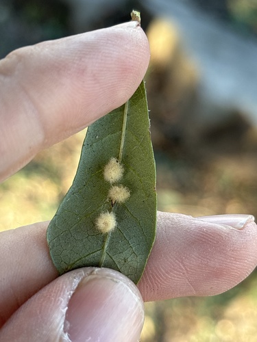 Druon quercuslanigerum photo 6