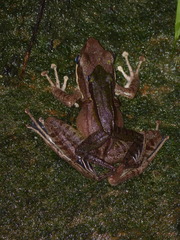 Odorrana hosii