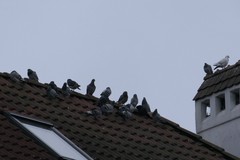 Columba livia domestica