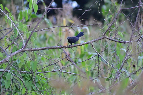 Groove-billed Ani