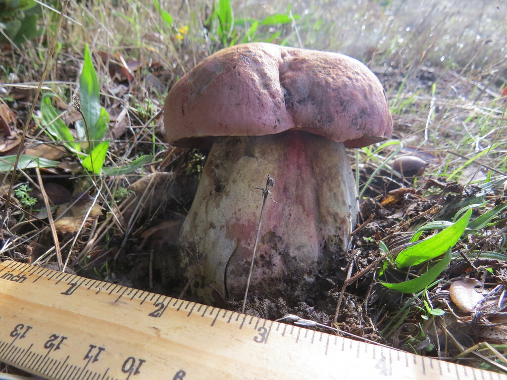 Rubroboletus eastwoodiae · November 2025 · photo: © garth_harwood (iNaturalist, cc-by)