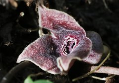 Asarum curvistigma