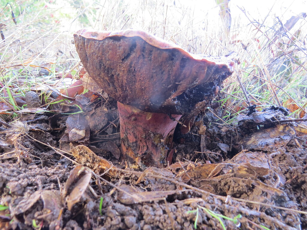 Suillellus amygdalinus · November 2025 · photo: © garth_harwood (iNaturalist, cc-by)
