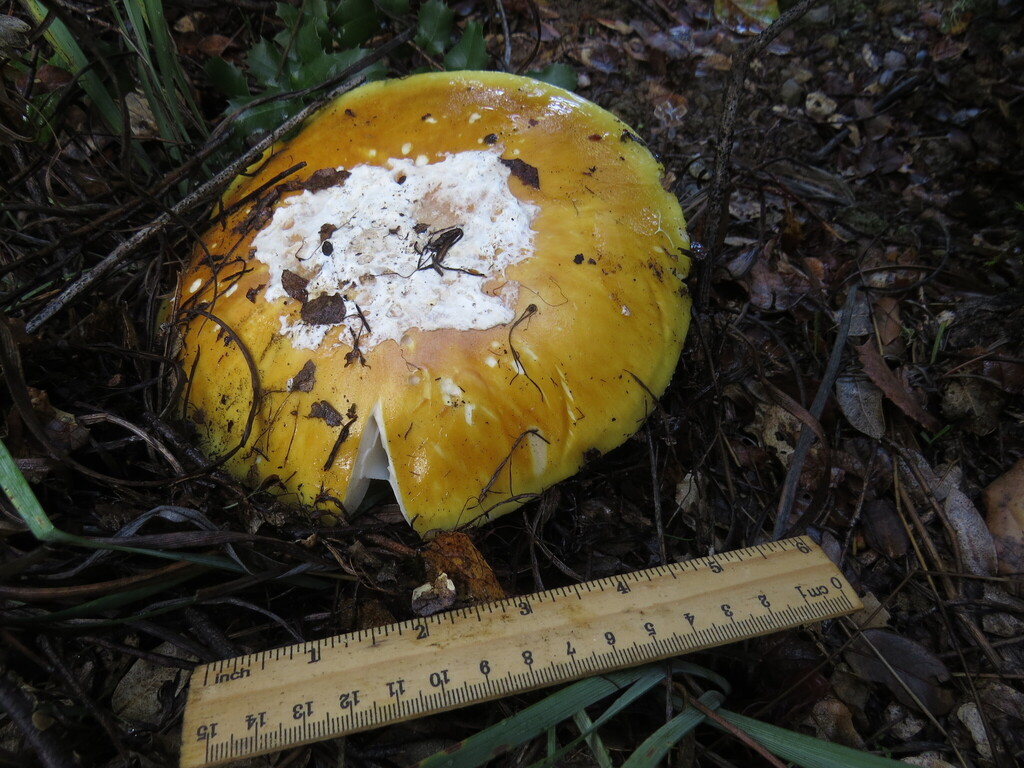 Amanita calyptroderma · November 2025 · photo: © garth_harwood (iNaturalist, cc-by)