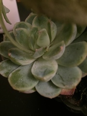 Echeveria elegans