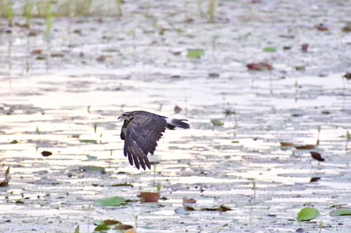 Snail Kite