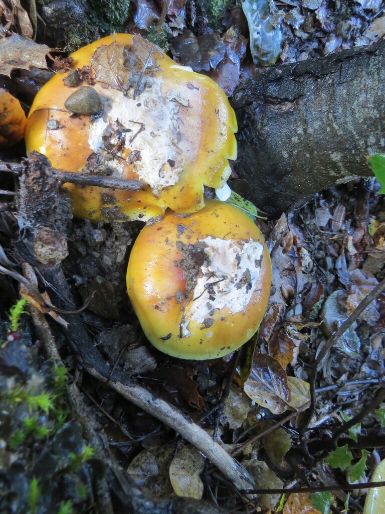 Amanita calyptroderma · November 2025 · photo: © garth_harwood (iNaturalist, cc-by)