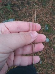 Pinus ponderosa ponderosa