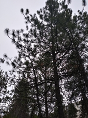 Pinus ponderosa ponderosa