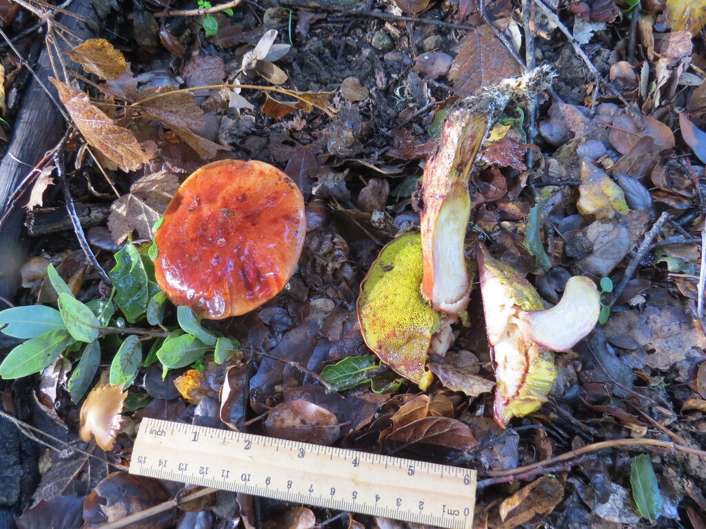 Aureoboletus flaviporus · November 2025 · photo: © garth_harwood (iNaturalist, cc-by)