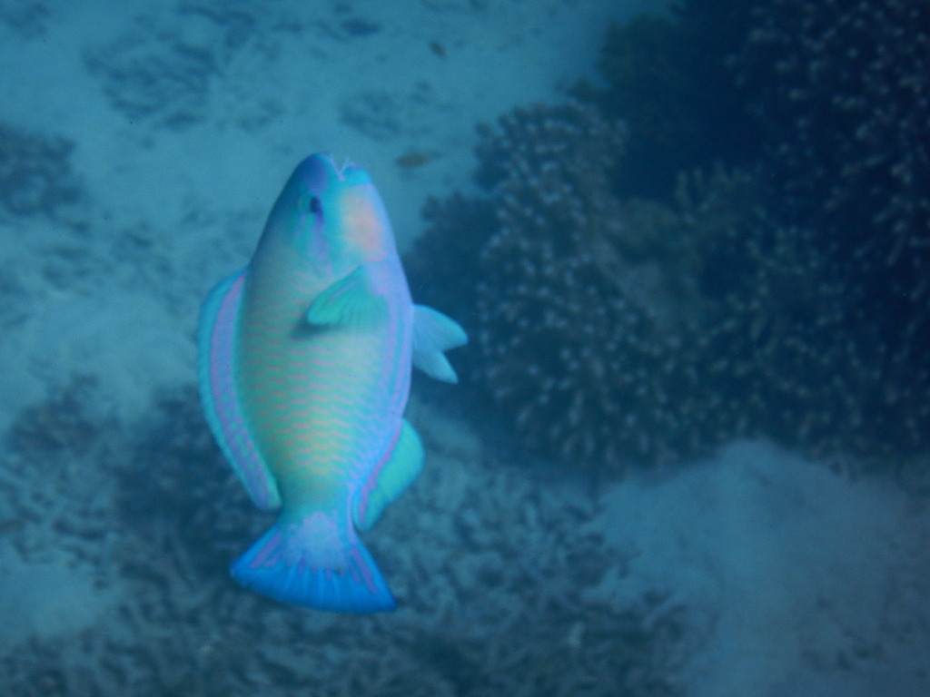 Parrotfishes from Beaver Reef, Australia on September 29, 2017 at 02:15 ...