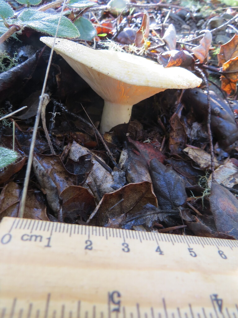 Lactarius alnicola · November 2025 · photo: © garth_harwood (iNaturalist, cc-by)