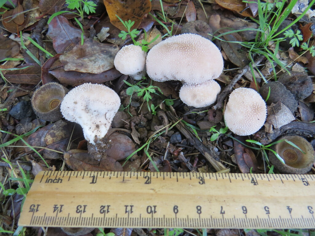 Lycoperdon perlatum · November 2025 · photo: © garth_harwood (iNaturalist, cc-by)