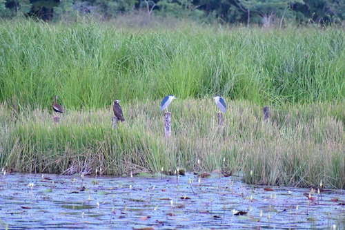 Black-crowned Night Heron