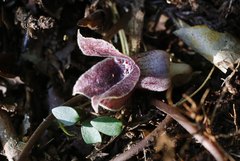 Asarum curvistigma