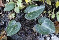Asarum curvistigma