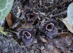 Asarum curvistigma